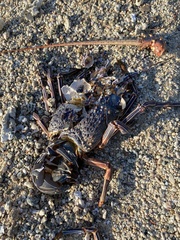 Panulirus inflatus