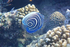 Pomacanthus imperator