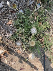 Haplopappus macrocephalus