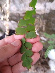 Adiantum amplum