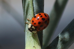 Harmonia axyridis