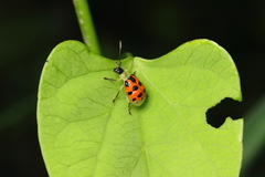 Diabrotica limitata