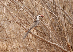 Tockus erythrorhynchus