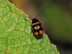 Cryptocephalus anticus