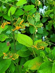 Pucciniaceae