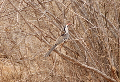 Tockus erythrorhynchus
