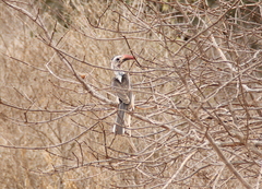 Tockus erythrorhynchus