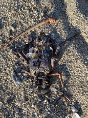 Panulirus inflatus