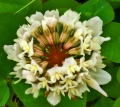 Trifolium repens