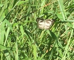 Appias libythea olferna