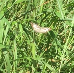 Appias libythea olferna