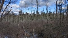 Chamaecyparis thyoides