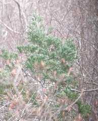 Chamaecyparis thyoides