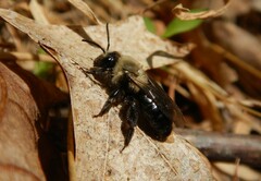 Melandrena