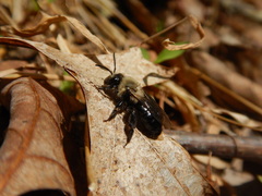 Melandrena