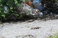 Phoenicolacerta troodica