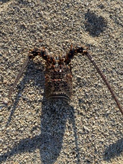 Panulirus inflatus