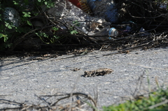 Phoenicolacerta troodica