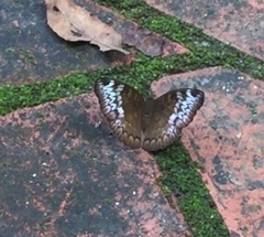 Euthalia monina monina