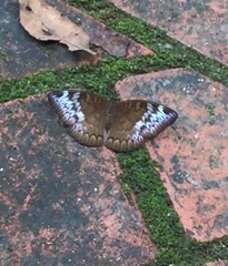 Euthalia monina monina