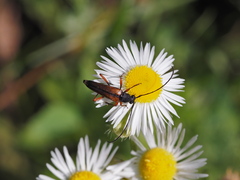 Stenurella jaegeri