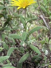 Arctotis scabra