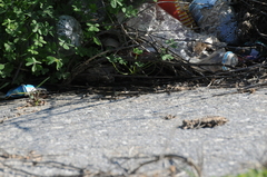 Phoenicolacerta troodica