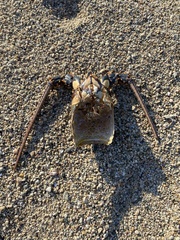 Panulirus inflatus