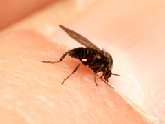 Austrosimulium