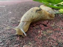 Drusia valenciennii