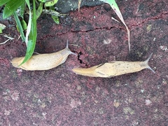 Drusia valenciennii