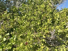 Coccoloba diversifolia