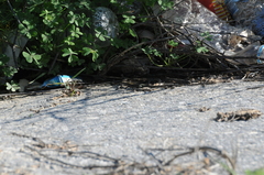 Phoenicolacerta troodica