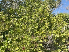 Coccoloba diversifolia