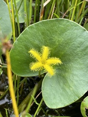 Nymphoides thunbergiana