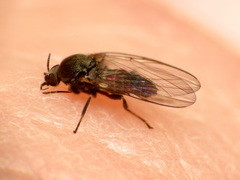 Austrosimulium