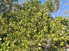 Coccoloba diversifolia