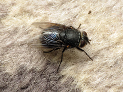 Calliphora quadrimaculata