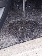 Peromyscus maniculatus