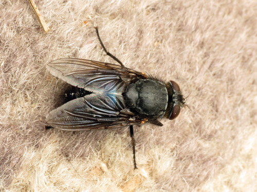 New Zealand Blue Blowfly photo 2