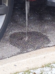 Peromyscus maniculatus