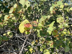 Coccoloba uvifera