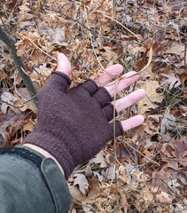 Pteridium aquilinum latiusculum