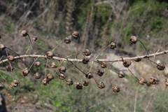 Verbascum levanticum