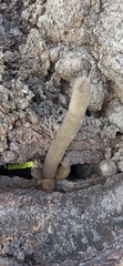 Brachycereus nesioticus