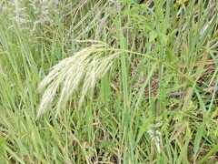 Chionochloa