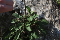 Verbascum levanticum