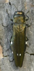 Agrilus biguttatus