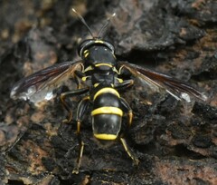 Sphiximorpha subsessilis