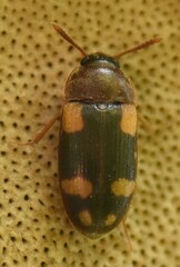 Mycetophagus piceus